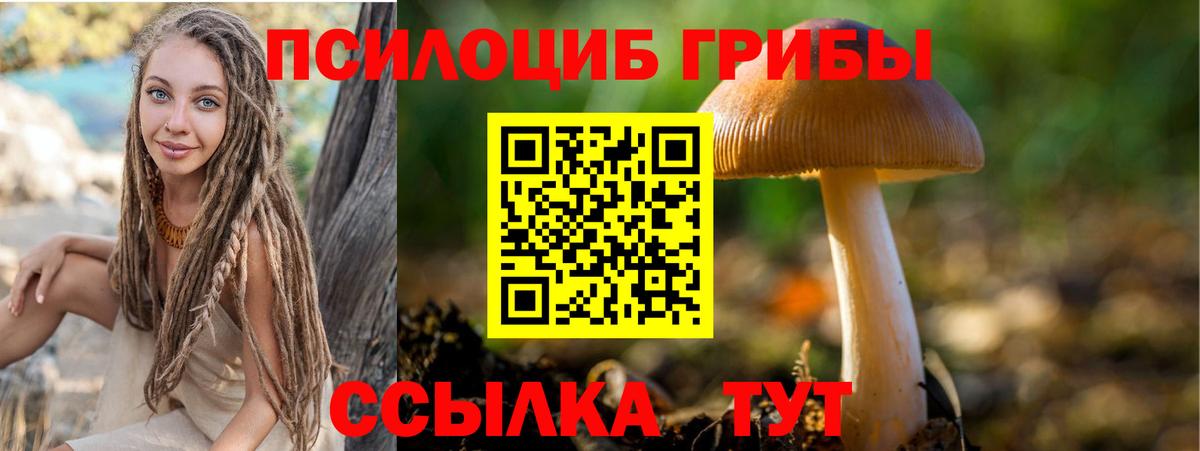 Лесной  Галлюциногенные грибы Psilocybe  Вход с VPN 